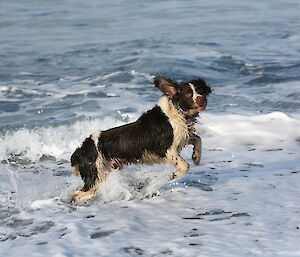 Gus (dog) enjoying a swim, splashes around in waves at Macquarie Island