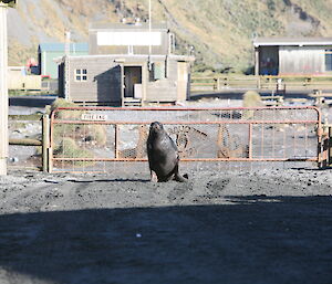 Ralph the Sea Lion comes to play