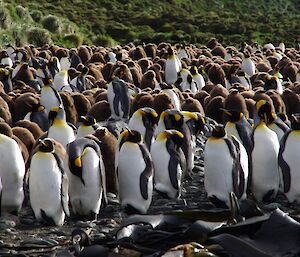 King penguins and chicks at Lusi Bay