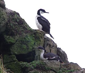 Pair of cormorants