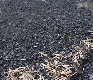 Penguin bones at high tide mark, Lusi Bay