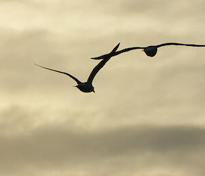 Cape gulls