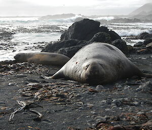 Resting seal on beach