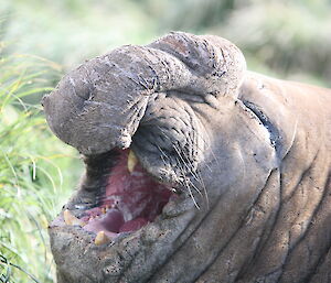 'Laughing’ elephant seal