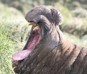 Yawning elephant seal