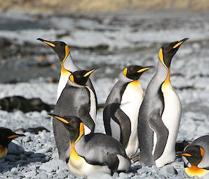 King penguins