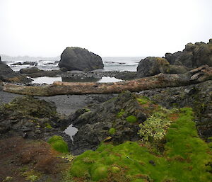 A log washed up on Macca