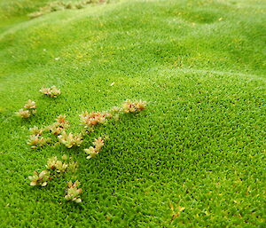 Close up of bright green vegetation on Macca