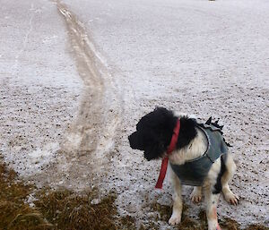 Dog Finn looking at his awesome belly slide in snow