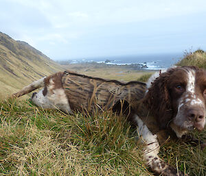 Dog Katie taking a break