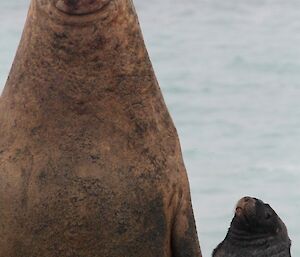 Ele seal and Ralph the Hooker Sea Lion