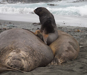 Ralph the Hooker Seal making his elephant seal nest