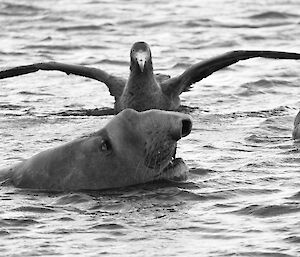 Ele seal and petrels