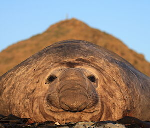 Large seal almost blotting out mountain in background