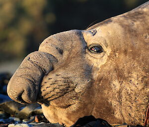 Male ele seal