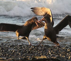 Playful Giant Petrels