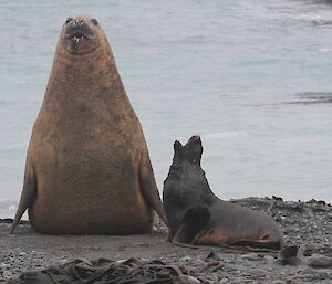 Elephant seal and sea lion