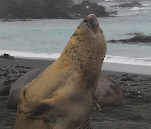 A good belly laugh, seal throwing head back, mouth open