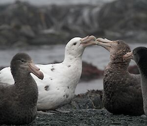 Giant petrels