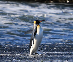 Penguin walking out of surf