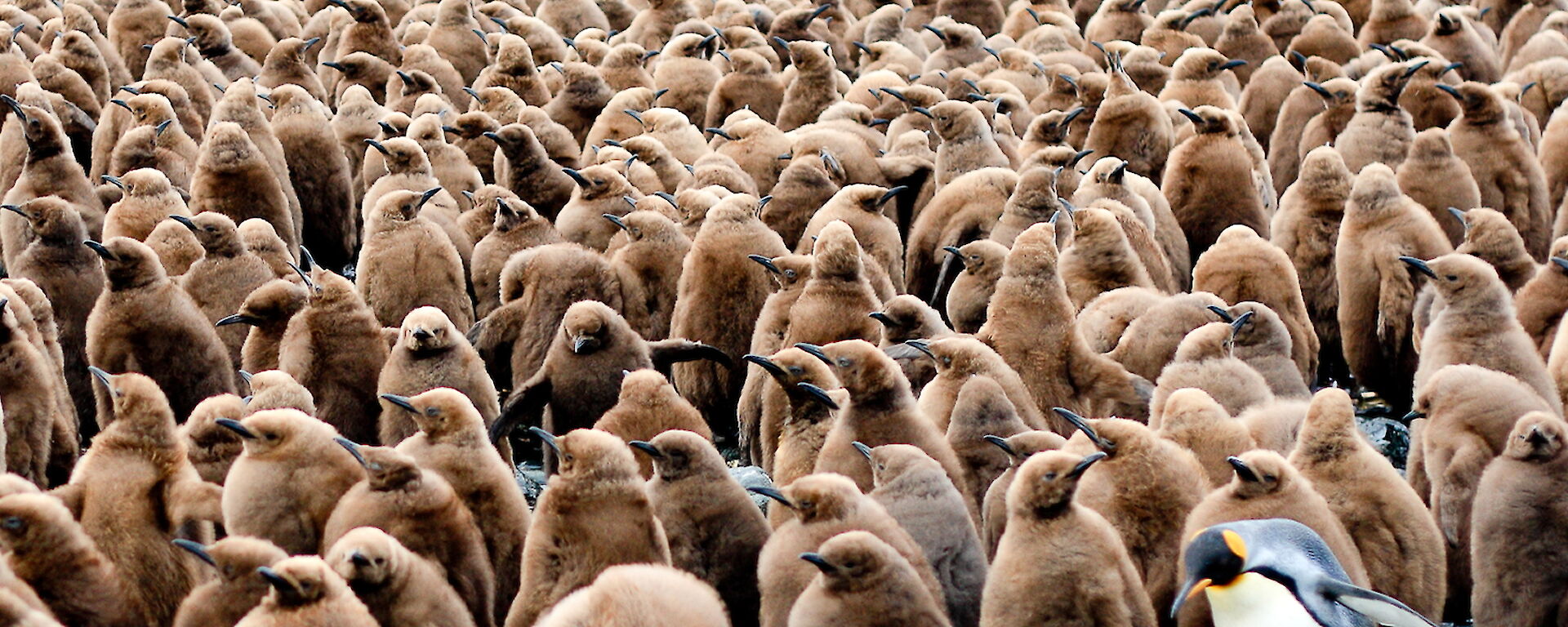 King penguin chicks at Lusi Bay