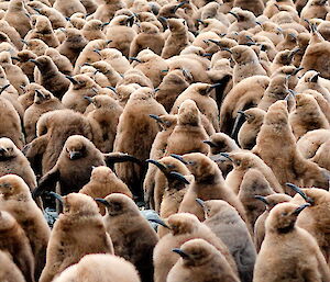 King penguin chicks at Lusi Bay