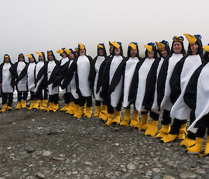 2012 Macquarie Island wintering team in penguin costumes posing in a line