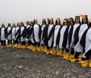 2012 Macquarie Island wintering team in penguin costumes posing in a line