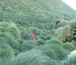 Cameron making his way through the tussock grasses