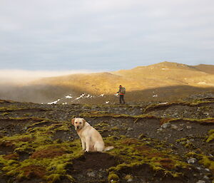 Cameron and Ricco (dog)