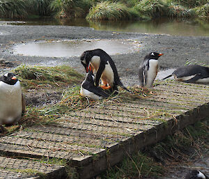 Gentoo penguins nesting outside Richard’s office