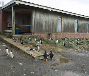 Gentoos nesting outside the Ranger’s Office