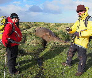 Tom and Maria observing the injured seal that had been bitten by a shark