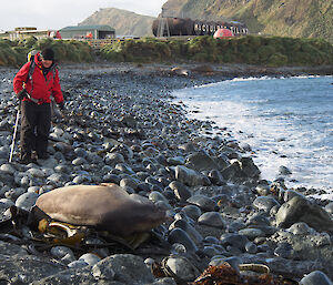 Maria participating in the seal census