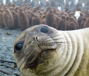 A cute seal photobombs a penguin shot