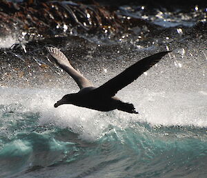 Giant petrel taking off