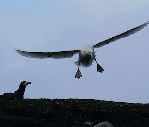 Southern giant petrel in flight