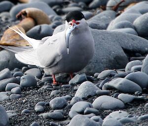 Antarctic tern with a fish