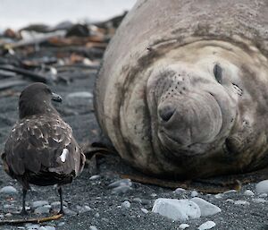 Skua meets an ele seal