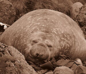 A well fed ele seal