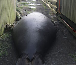 Large elephant seal blocks walkway between buildings