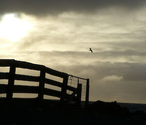 Fence silhoutted by sunset