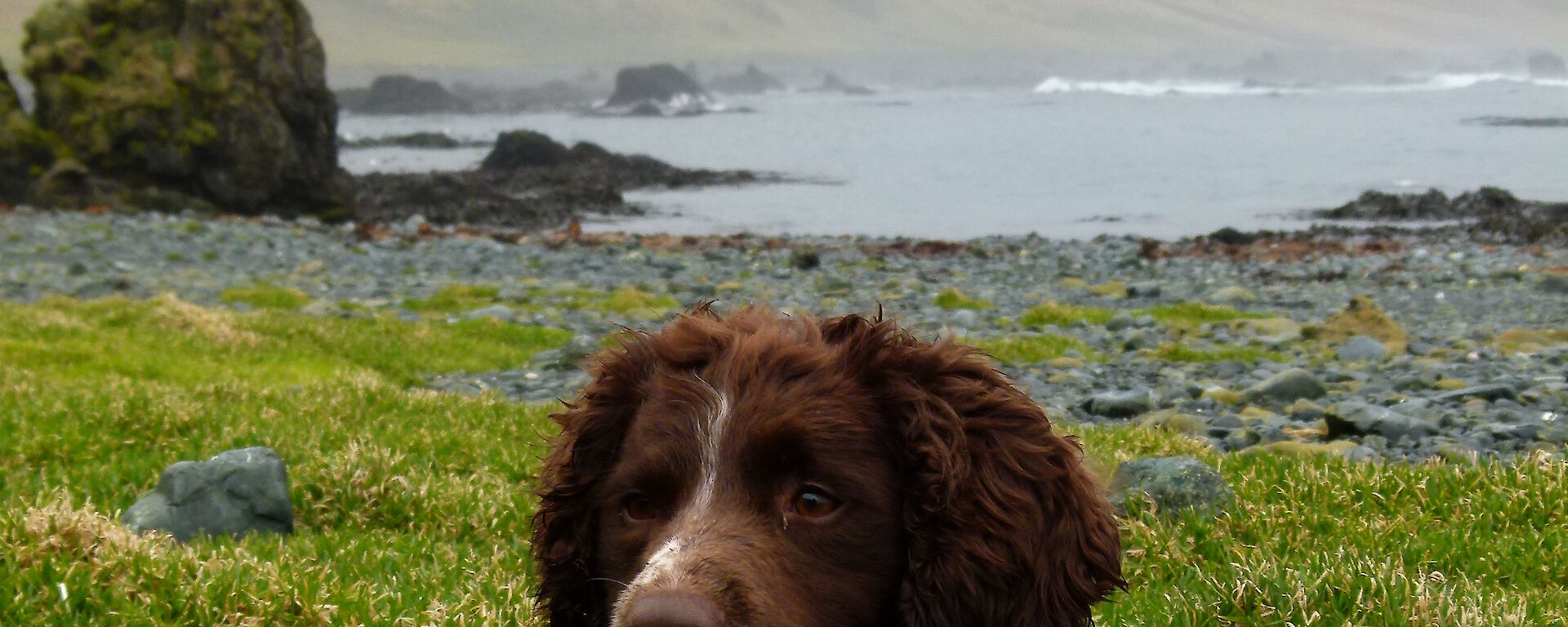 Joker (dog) relaxing in the sun