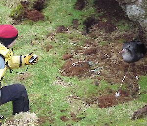 Kelly recording the location of a northern giant petrel