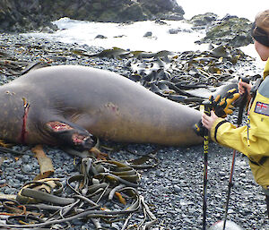 Karen observing an injured ele seal