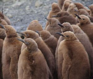 King penguin chicks at Lusi Bay