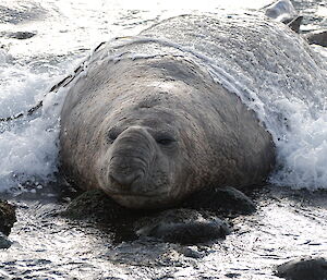 Bull ele seal catching a wave