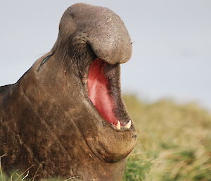 Yawning bull elephant seal