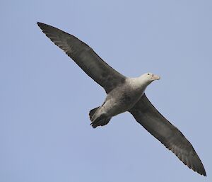 Southern giant petrel