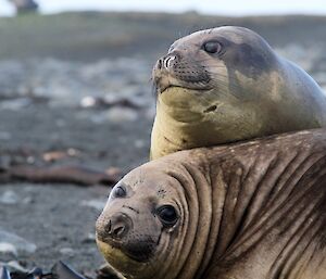 Two young elephant seals